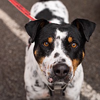 adopt-pet