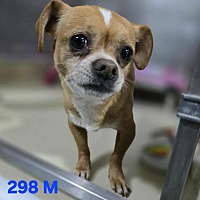 adopt a pet