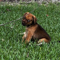 adopt a pet