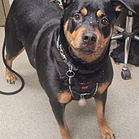 adopt a pet