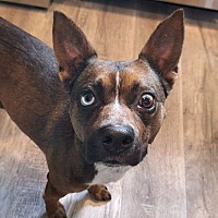 adopt a pet