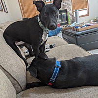 adopt a pet