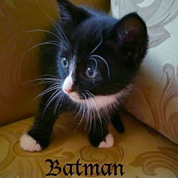 Photo of Batman