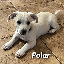 Photo of Polar