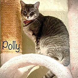 Photo of Polly -Barn cat