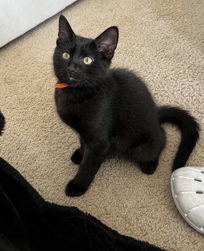 West Bloomfield, MI - Domestic Shorthair/Domestic Shorthair. Meet ...