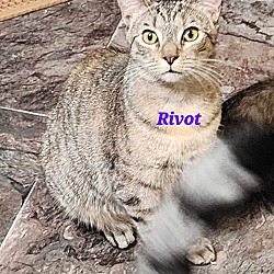 Thumbnail photo of Rivot #3