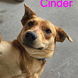 Thumbnail photo of Cinder #2