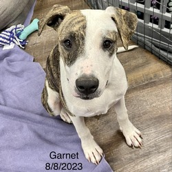 Thumbnail photo of Garnet #2