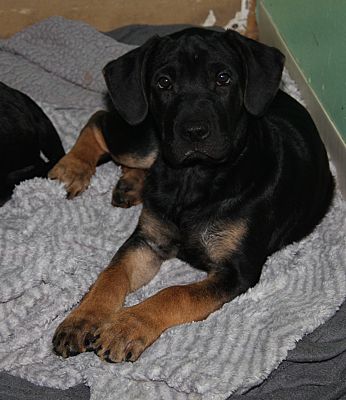 Marietta, OH - Belgian Malinois/Mastiff. Meet Edyan a Pet for Adoption ...