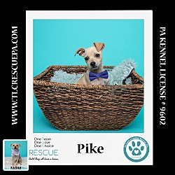 Photo of Pike (Penny's Lil Pups) 060824