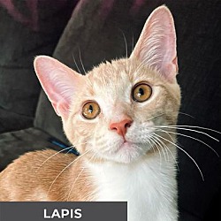 Thumbnail photo of Lapis #1