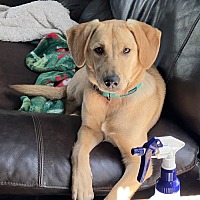adopt a pet