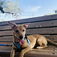 adopt a pet