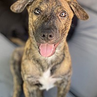 adopt a pet