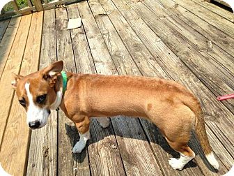 corgi ridgeback mix