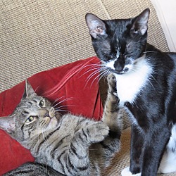 Thumbnail photo of SOLEIL&CIRQUE-Lap Kitties'17 #2