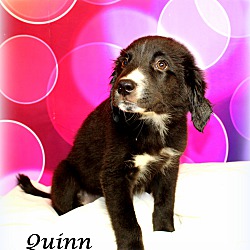 Thumbnail photo of Quinn~adopted! #2