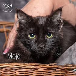 Photo of Mojo