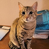 adopt a pet