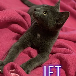 Thumbnail photo of Jet #2