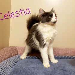 Photo of Celestia