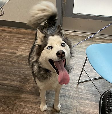 San Diego, Ca - Siberian Husky. Meet Lexi A Pet For Adoption 