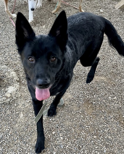 Kokomo, IN - German Shepherd Dog. Meet Stella a Pet for Adoption ...