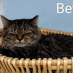 Thumbnail photo of Bev -Cat Room #3