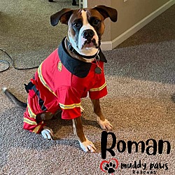 Thumbnail photo of Roman (Courtesy Post) #4