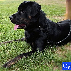 Thumbnail photo of Cyrus #2