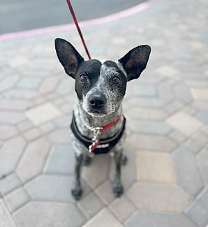 Sophie the Cattle Dog Photo #1