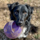 Adopt A Pet :: Uma - Versailles, KY