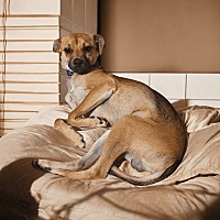 adopt a pet