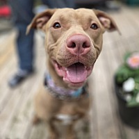 adopt-pet