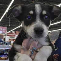 adopt-pet
