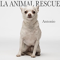 Thumbnail photo of Antonio #1