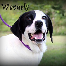 Thumbnail photo of Waverly ~ meet me! #2