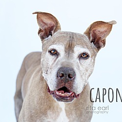Photo of Capone