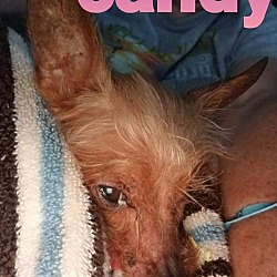 Thumbnail photo of Candy #2