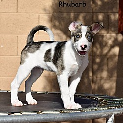 Thumbnail photo of Rhubarb #1