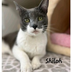 Photo of SHILOH