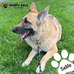 Thumbnail photo of Sable (Courtesy Post) #2