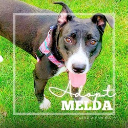 Thumbnail photo of Melda #1