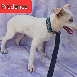 Thumbnail photo of Prudence #2