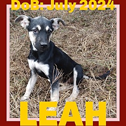 Thumbnail photo of LEAH #1