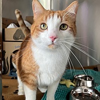 adopt a pet