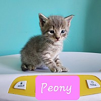 adopt-pet