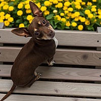 adopt a pet