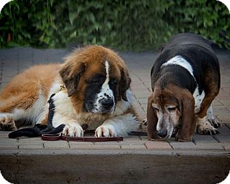 st bernard basset hound mix